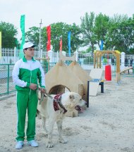 Photoreport: Turkmenistan's first innovative veterinary clinic opened