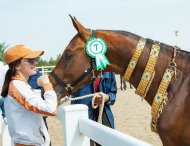 The second round of the international beauty contest of Akhal-Teke horses took place in Ashgabat