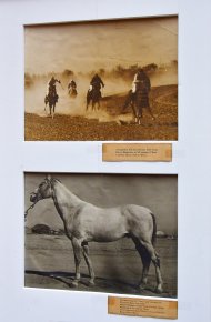 Photoreport: An exhibition dedicated to the national day of the Akhal-Teke horse was held at the State Museum of Turkmenistan