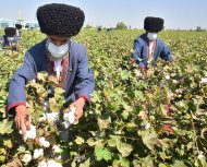 Photoreport: Mass picking of cotton begins in Turkmenistan