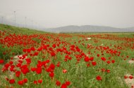 Гурбанназар Эзизов и туркменская весна.