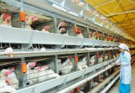 Photo report: A new poultry complex opened in Akhal velayat