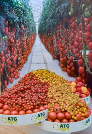 Fotoğraf raporu: Uluslararası Ticaret ve Hizmetler Fuarı ve Sergisi Aşkabat'ta Devam Ediyor