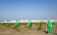 Photos: Tree planting campaign was held in Turkmenistan