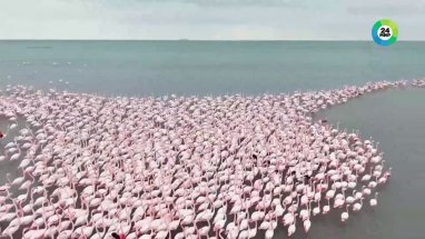 Türkmenistan'ın Hazar kıyılarına binlerce pembe flamingo geldi