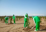 Photos: Tree planting campaign was held in Turkmenistan