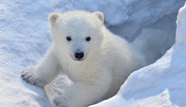 First polar bear cub born in South America