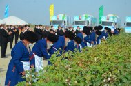 Photoreport: Mass picking of cotton begins in Turkmenistan