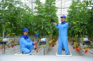 Photoreport: A new greenhouse opened in the Balkan velayat