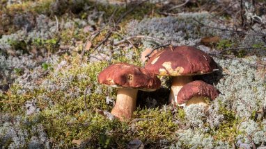 Laosda ýedi adam kömelekden zäherlenip gurban boldy