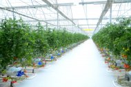 Photoreport: A new greenhouse opened in the Balkan velayat