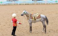 Photoreport from the international beauty contest on the occasion of the national day of the Turkmen horse