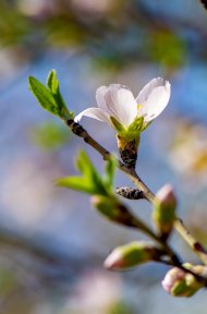 Spring in Ashgabat