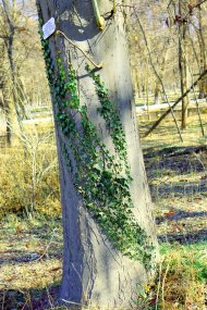 Photoreport: Ashgabat Botanical Garden in February-2021