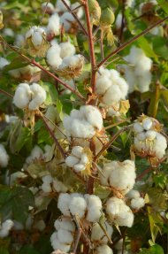 Photoreport: Mass picking of cotton begins in Turkmenistan