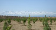 Photos: Tree planting campaign was held in Turkmenistan