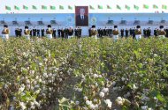 Photoreport: Mass picking of cotton begins in Turkmenistan