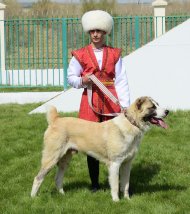 Ahal welaýatynda geçirilen «Ýylyň türkmen edermen alabaýy» atly halkara bäsleşiginden fotoreportaž