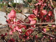 Photoreport from the Ashgabat Botanical Garden: early spring