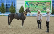 В Туркменистане прошел конкурс красоты ахалтекинского скакуна