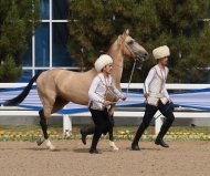 The second round of the international beauty contest of Akhal-Teke horses took place in Ashgabat