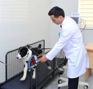 Photoreport: Turkmenistan's first innovative veterinary clinic opened