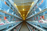 Photo report: A new poultry complex opened in Akhal velayat