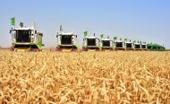 Photoreport: Grain harvesting began in Akhal, Lebap and Mary velayats