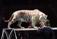 A tour of Moscow circuses has started in Turkmenistan