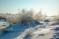 Photoreport: Ashgabat was covered with white snow