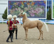 В Туркменистане прошел конкурс красоты ахалтекинского скакуна