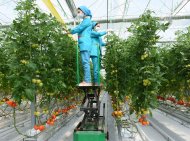 Photoreport: New greenhouse opened in Mary velayat 