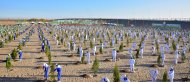 Photoreport: National tree celebrations held in Turkmenistan