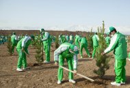 Photos: Tree planting campaign was held in Turkmenistan