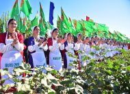 Фоторепортаж: В Туркменистане приступили к сбору хлопка