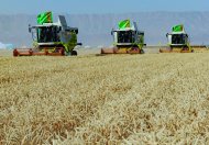 Photoreport: Grain harvesting began in Akhal, Lebap and Mary velayats