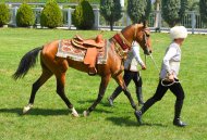 Фоторепортаж: В Туркменистане проходит конкурс красоты среди ахалтекинских скакунов