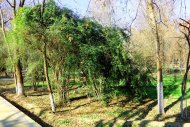 Photoreport: Ashgabat Botanical Garden in February-2021