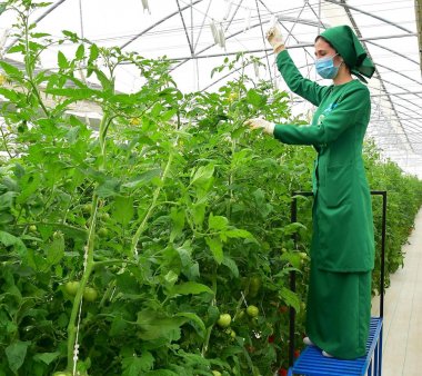 Photoreport: A new greenhouse opened in the Akhal velayat