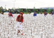 Фоторепортаж: В Туркменистане широко отметили Праздник урожая