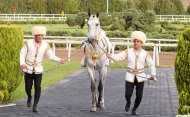 Türkmenistanda türkmen bedewiniň milli baýramy giňden bellenildi