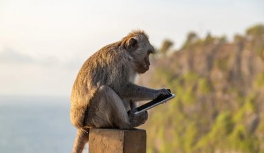 Tailandda maýmyn syýahatçy gyzyň telefonyny ogurlap, selfi surata düşdi