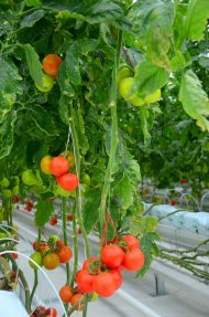 Photoreport: A new greenhouse opened in the Balkan velayat