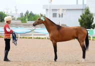 Photoreport from the international beauty contest on the occasion of the national day of the Turkmen horse