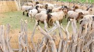 Фоторепортаж: В Туркменистане широко отметили Праздник урожая