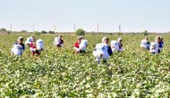 Фоторепортаж: В Туркменистане приступили к сбору хлопка