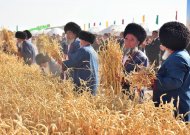 Fotoreportaž: Ahal, Lebap we Mary welaýatynda galla oragyna girişildi