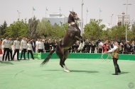 Türkmen bedewiniň baýramyna bagyşlanyp Halkara sergi-ýarmarkadan fotoreportaž