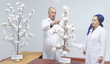 Türkmenistanda gowaçanyň täze sortlarynyň üstünde işlenilýär