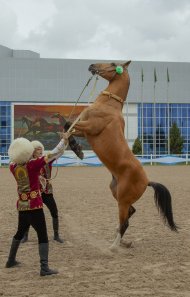 В Туркменистане прошел конкурс красоты ахалтекинского скакуна